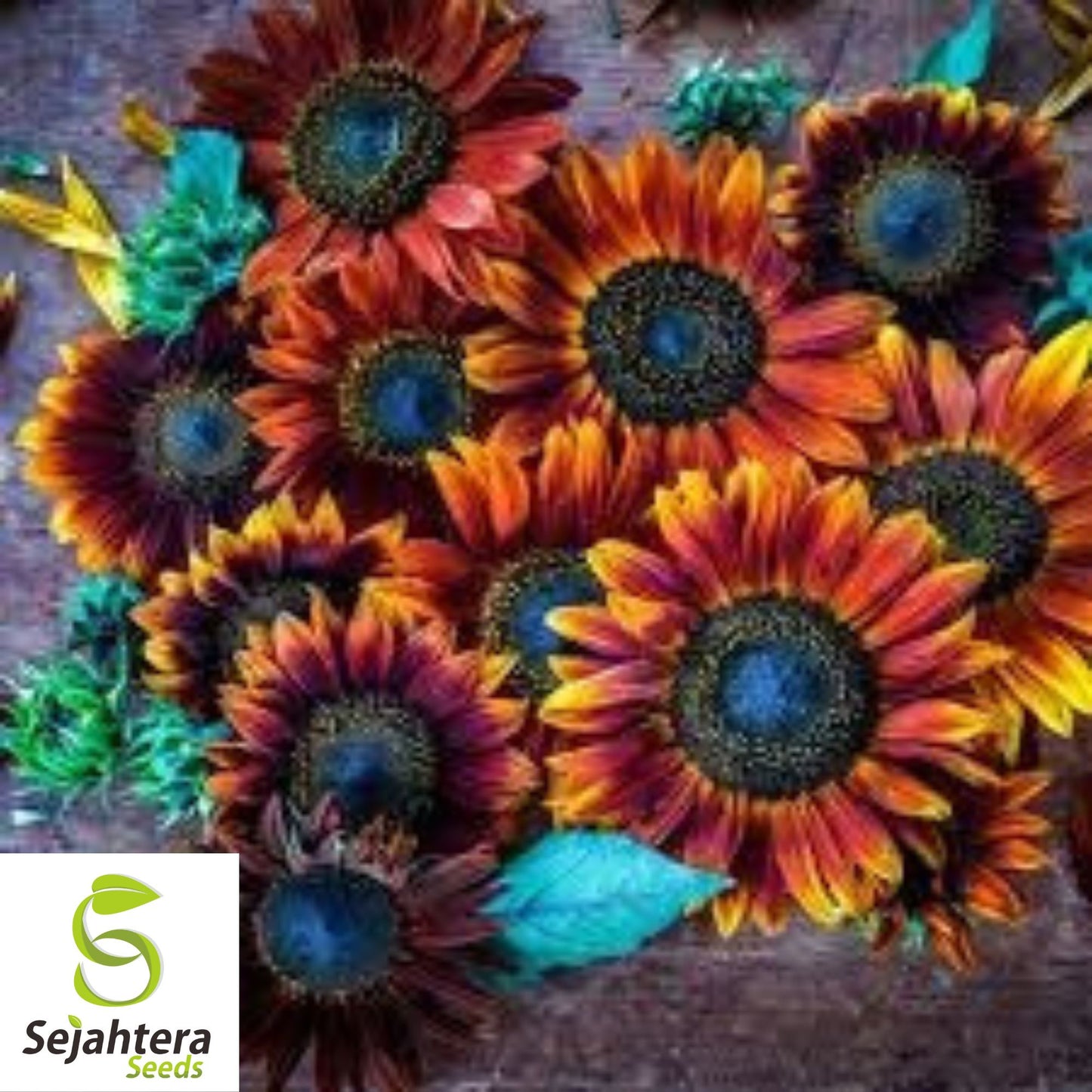 Red Sun Sunflower Seeds - 10+ Heirloom - Rare & Stunning Blooms - Non-GMO