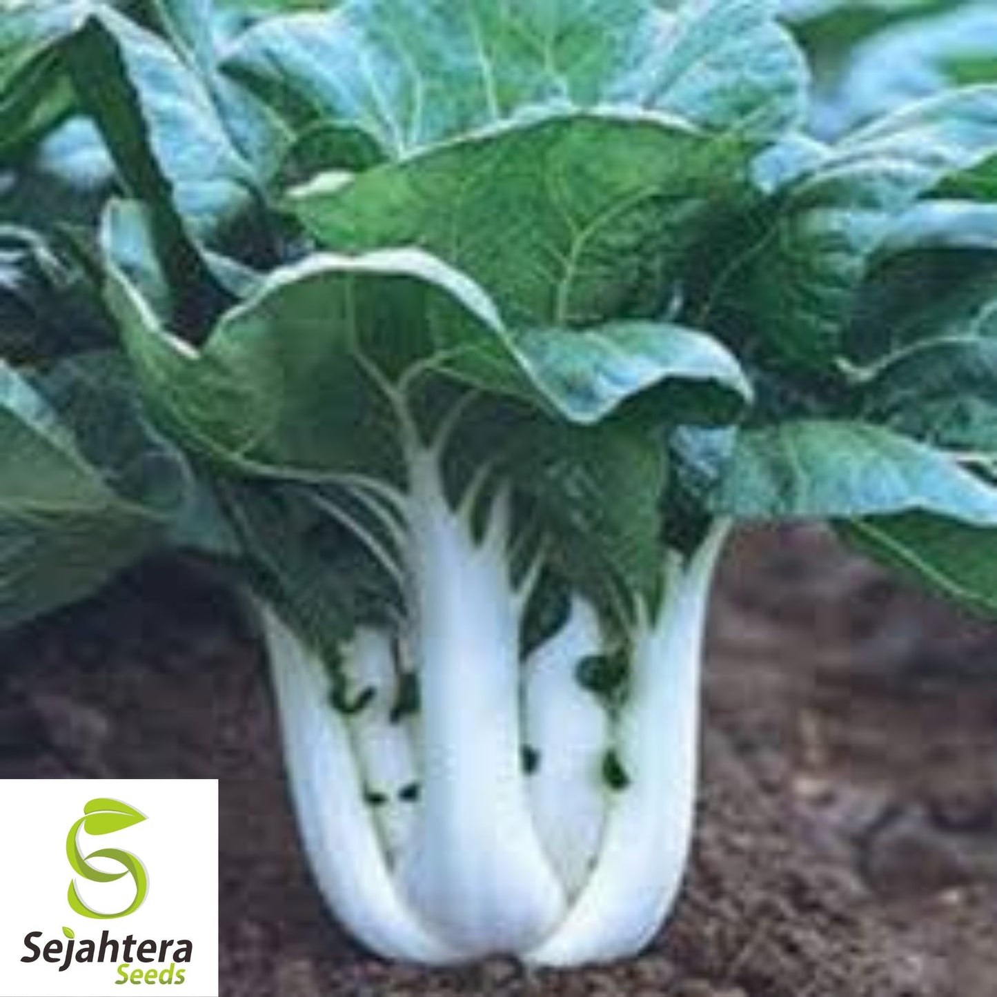 Pak Choi Chinese Cabbage Seeds {Brassica rapa} 800+ Seeds