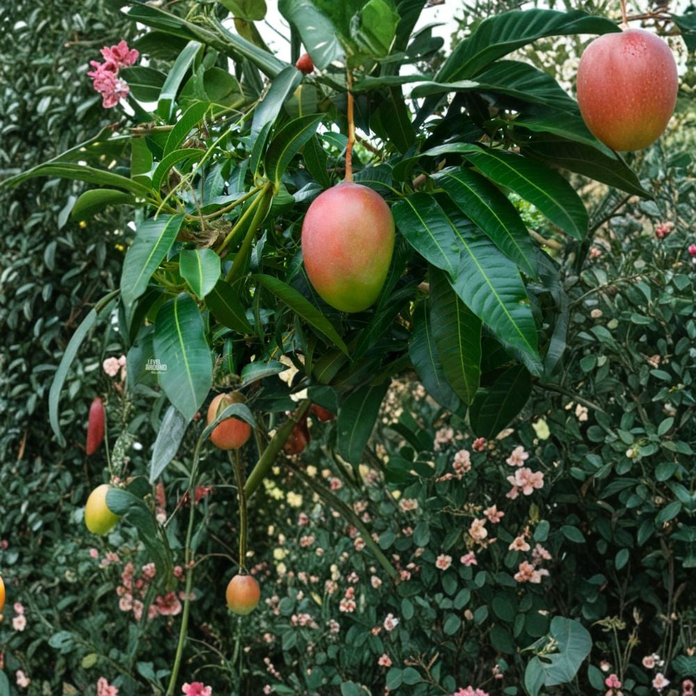 Glenn Mango Tree – Mangifera indica Grafted Live Tree | 3–4 Feet Tall | 3-Gal Size Sweet Silky Flavor | Compact & Disease Resistant | Home Garden Favorite