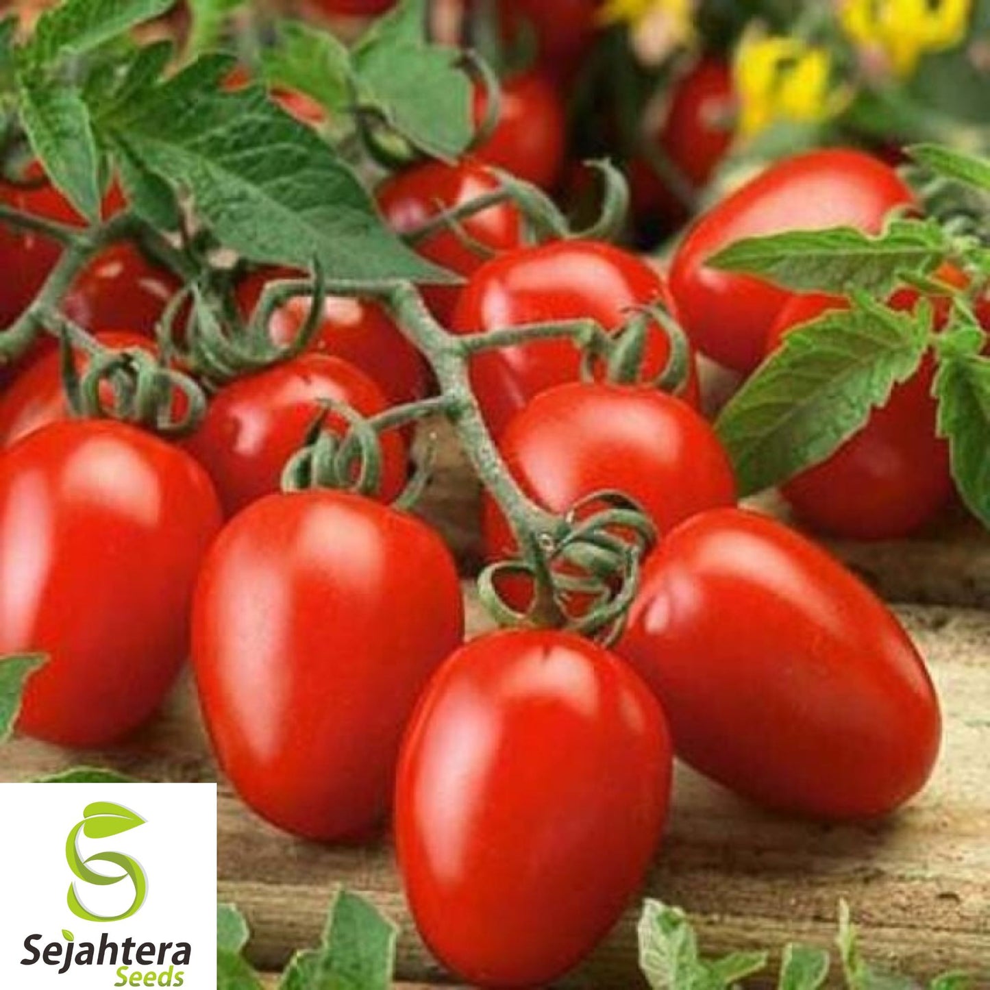 10+ Napoli Tomato Seeds - Heirloom, Organic, Non-GMO, Sweet & High-Yield Variety