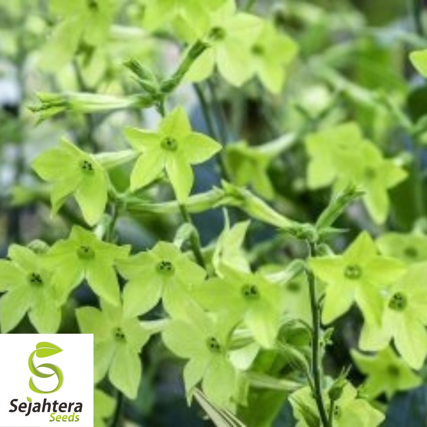 Nicotiana Lime Green Flower Seeds 200+ {Nicotiana alata} Hummingbird Attracting