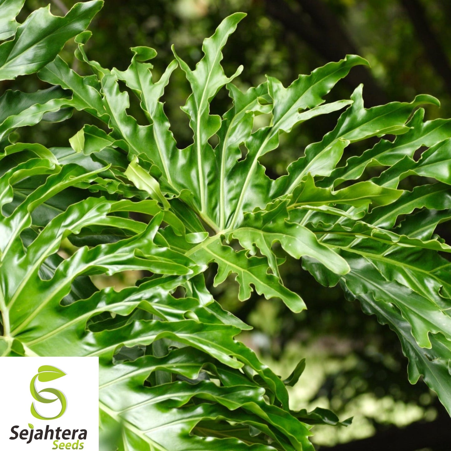 10+ Split Leaf Philodendron Seeds - Philodendron Selloum, Tropical & Lush