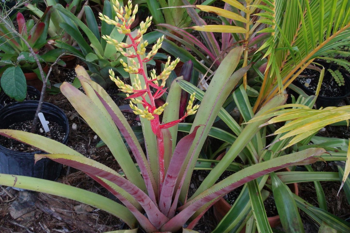 Bromeliad Plant 8" Aechmea 'Greg' - Tropical Indoor Houseplant, Vibrant Foliage, Low Maintenance, Perfect for Home Decor