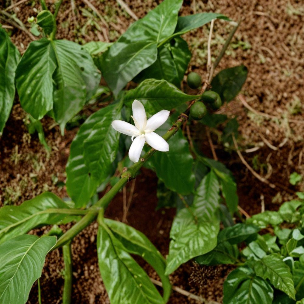 Arabica Coffee Plant – Coffea arabica Live Houseplant | 1–2 Feet Tall | Includes 6" Pot Glossy Green Foliage | Fragrant White Flowers | Grow Your Own Coffee
