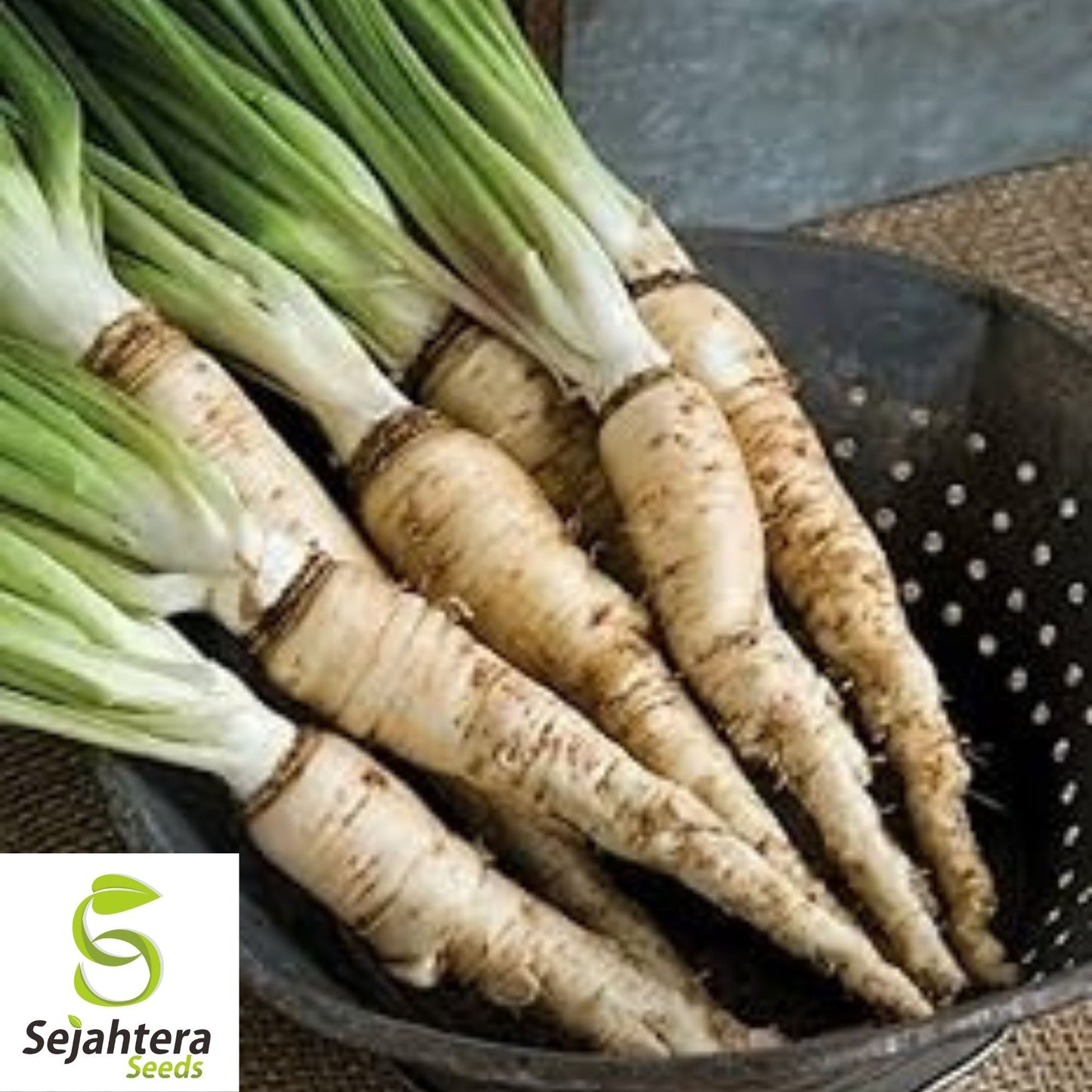 Salsify Seeds 50 Ct | Mammoth Sandwich Island Vegetable NON-GMO USA