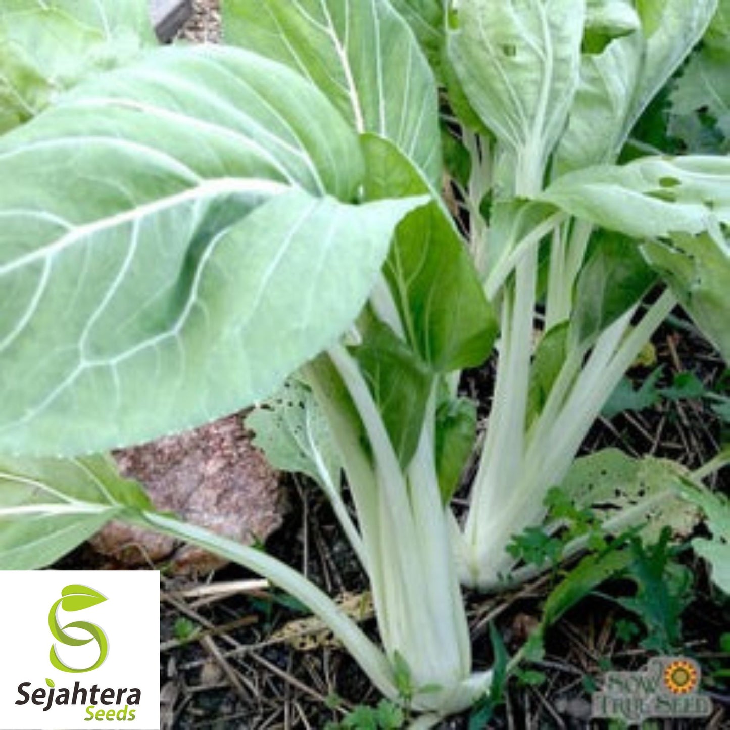 Pak Choi Chinese Cabbage Seeds {Brassica rapa} 800+ Seeds