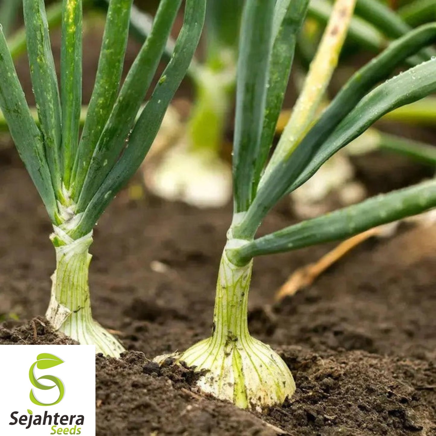 200+ Cipollini Onion Seeds - Yellow Sweet, Heirloom, Organic, Non-GMO & Fresh