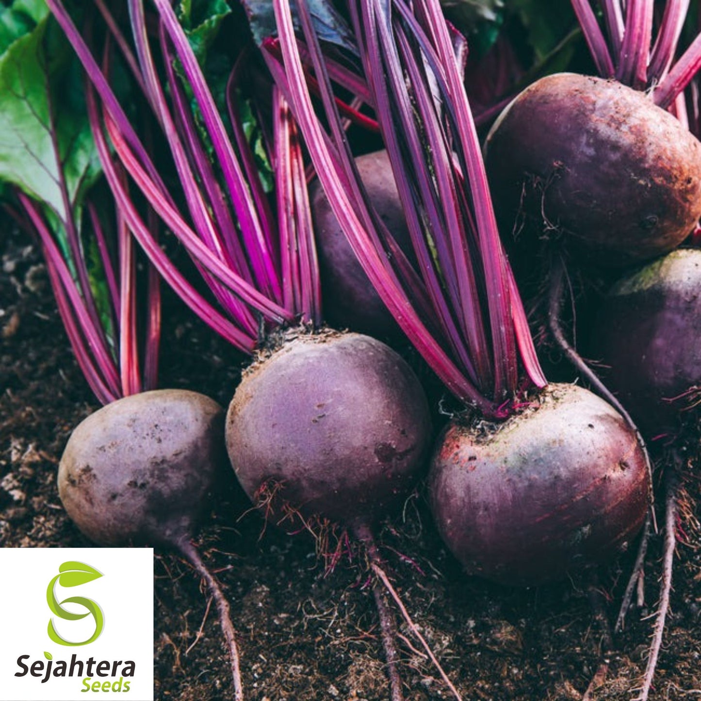 Detroit Dark Red Beet Seeds - 250+ Heirloom, Organic, Non-GMO & Sweet