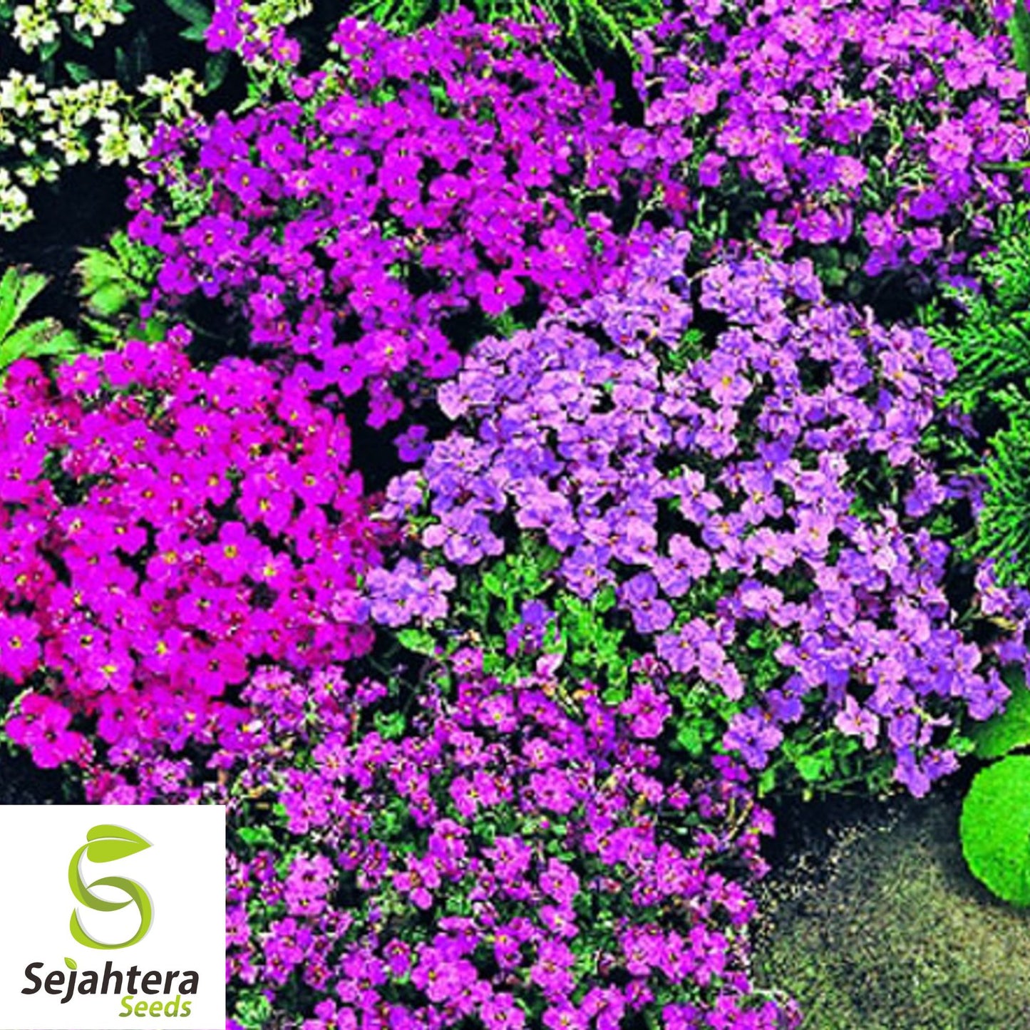 Cascade Blue Rock Cress Seeds {Aubrieta Hybrida Superbissima} 100 Seeds