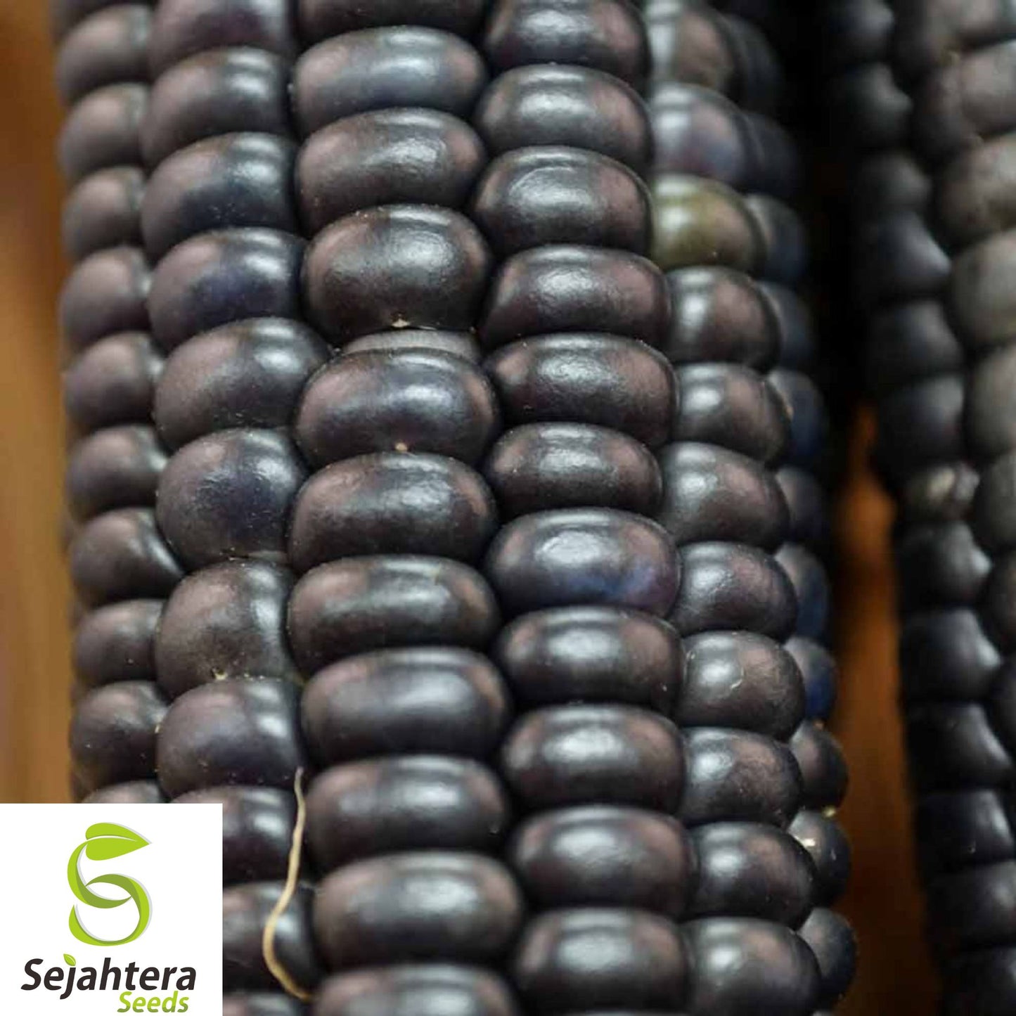 1000 Hopi Blue Corn Seeds - Heirloom, Organic, Non-GMO, Rare & High-Yield Variety