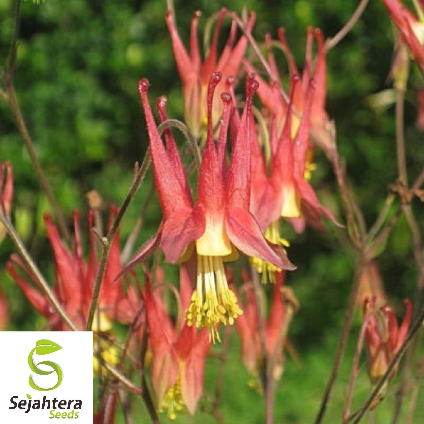 Eastern Red Columbine Seeds {Aquilegia canadensis} 50+ Seeds