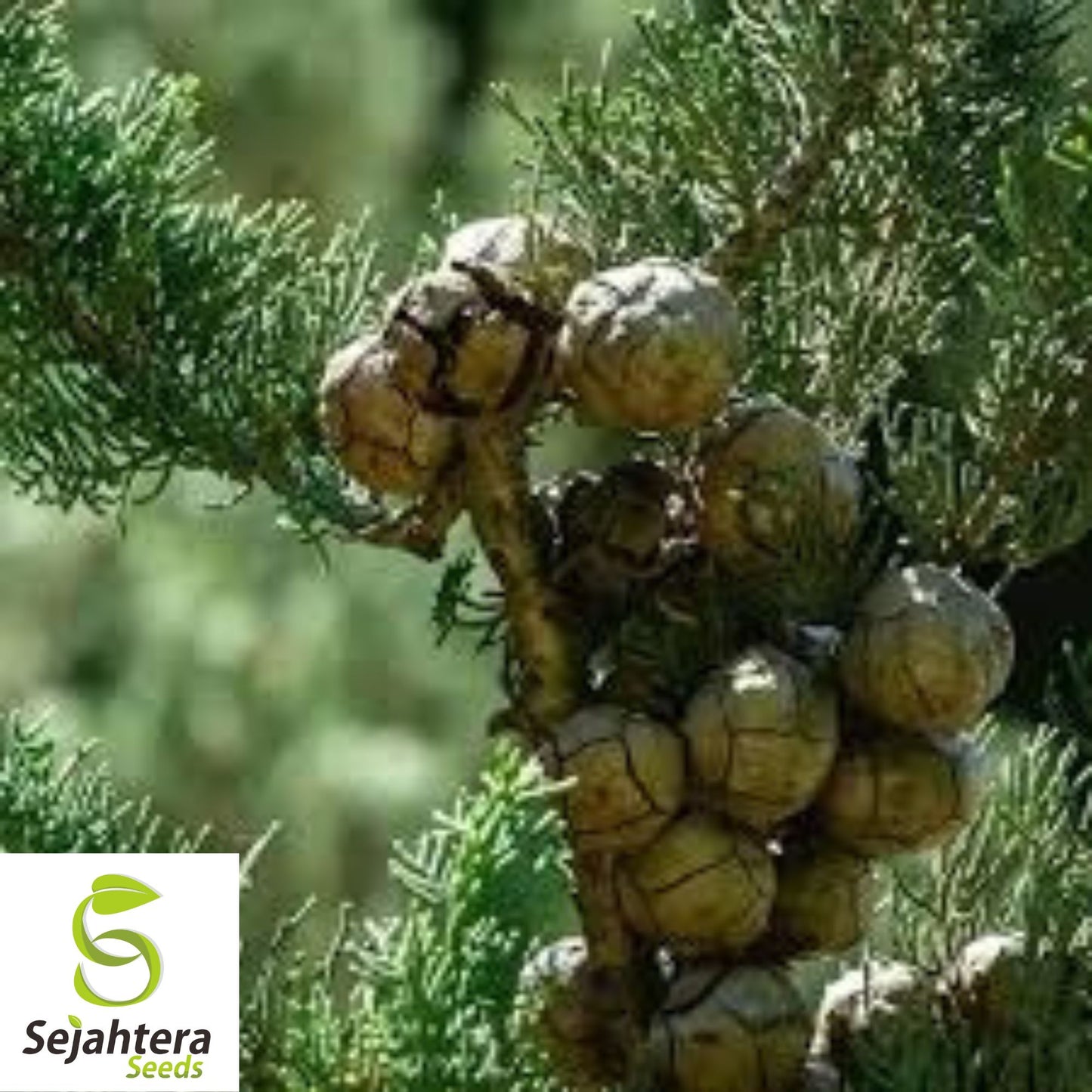 Italian Cypress Seeds {Cupressus sempervirens stricta} 200 Seeds