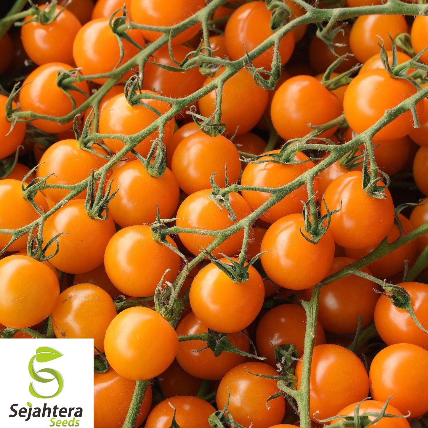 10+ Orange Cherry Tomato Seeds - Heirloom, Non-GMO, Organic, Rare & Sweet