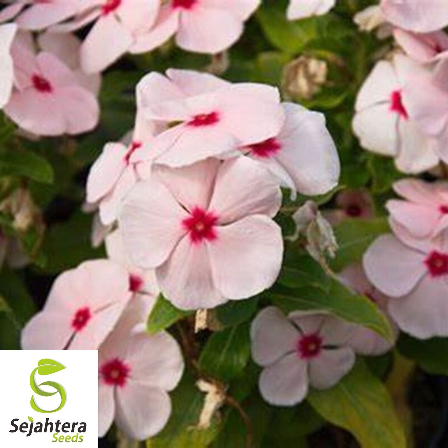 Bright Eye Periwinkle Seeds {Vinca rosea} 50 Seeds for Vibrant Gardens