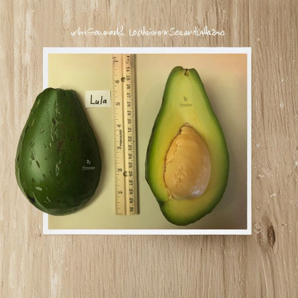 Lula Avocado Tree – Persea americana Grafted Live Tree | 2–4 Feet Tall Cold Hardy Avocado | Extended Harvest Season | Premium Home Orchard Tree