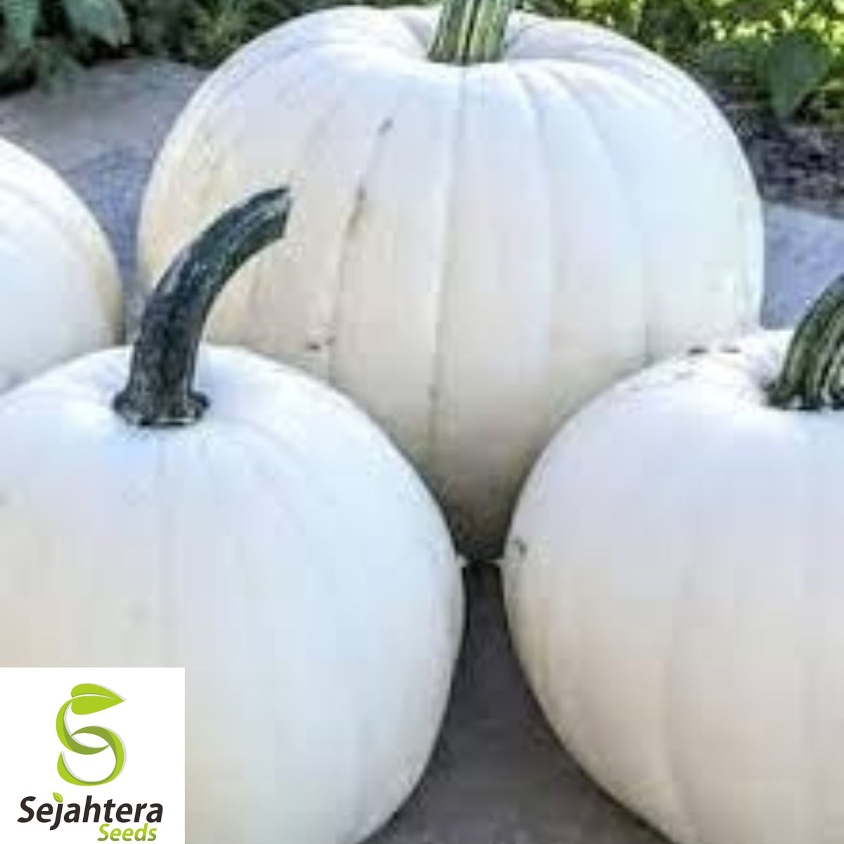 Casper White Pumpkin Seeds - 20+ Non-GMO, Rare Heirloom, Smooth & Bright White