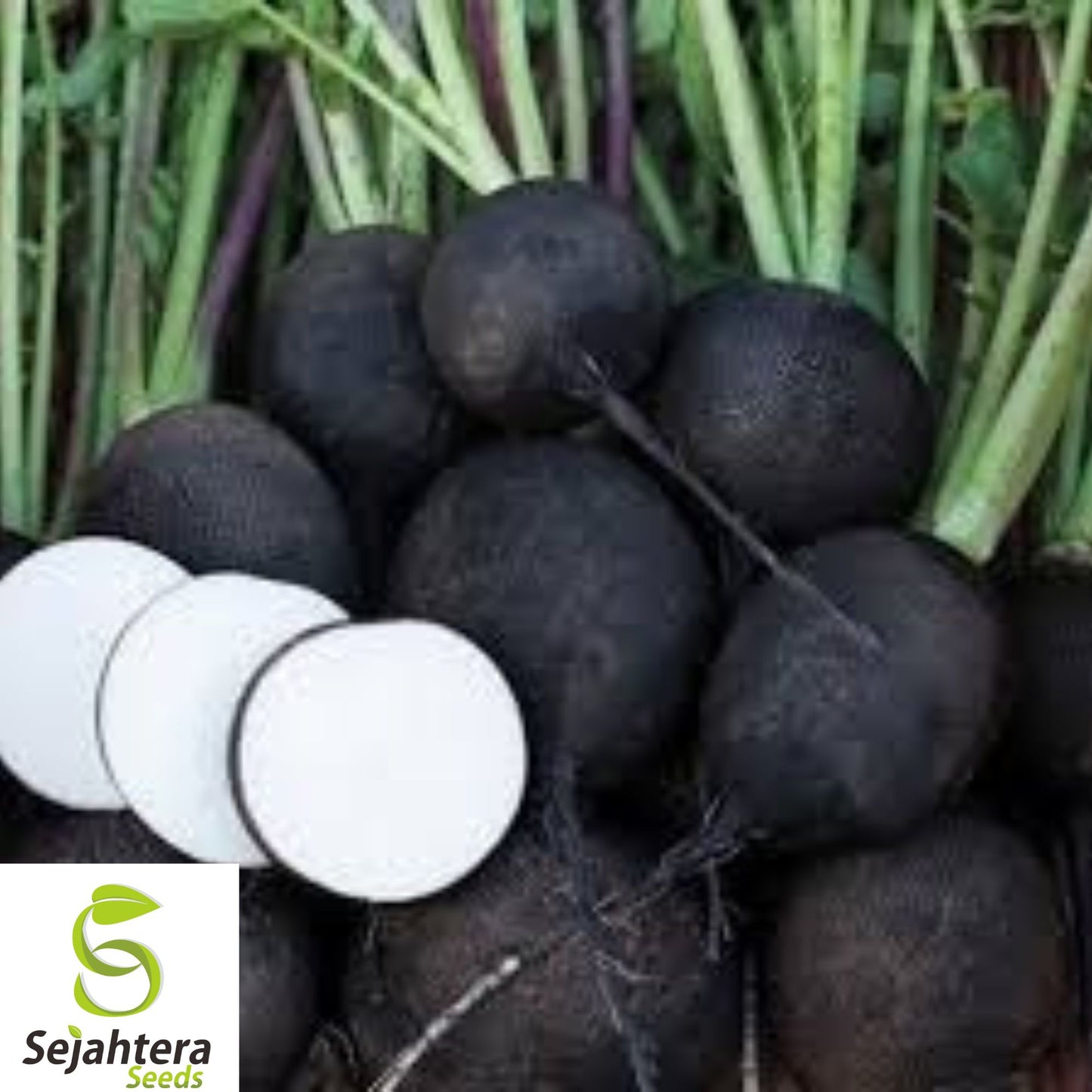 100+ Black Spanish Round Radish Seeds - Heirloom, Organic, Non-GMO, Rare & Bold