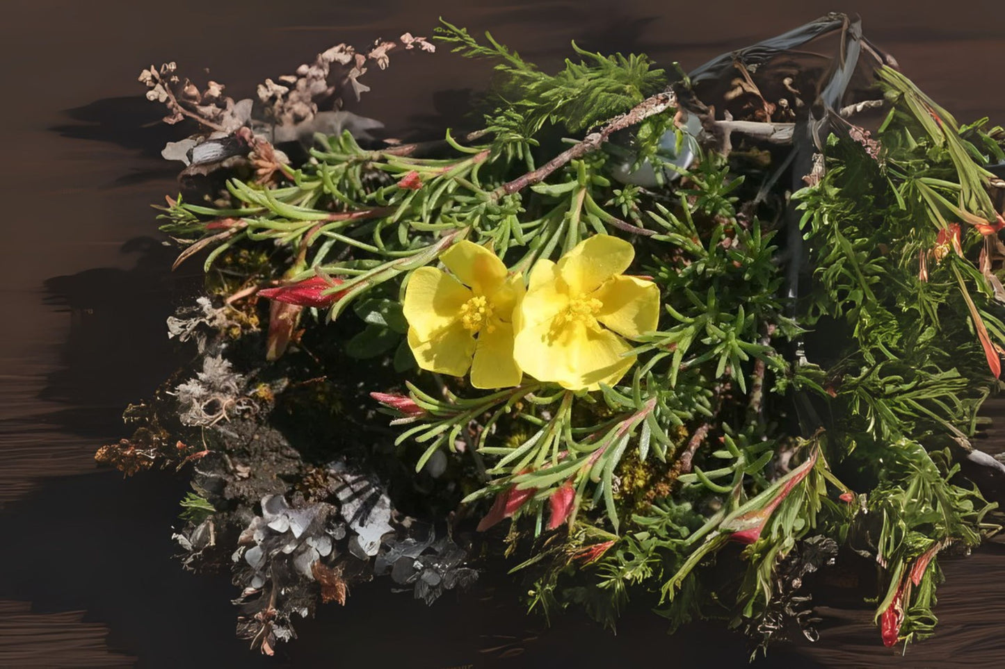 Creeping Creosote Bush Fumane Rock-rose Sprawling Needle Sunrose (Fumana procumbens)