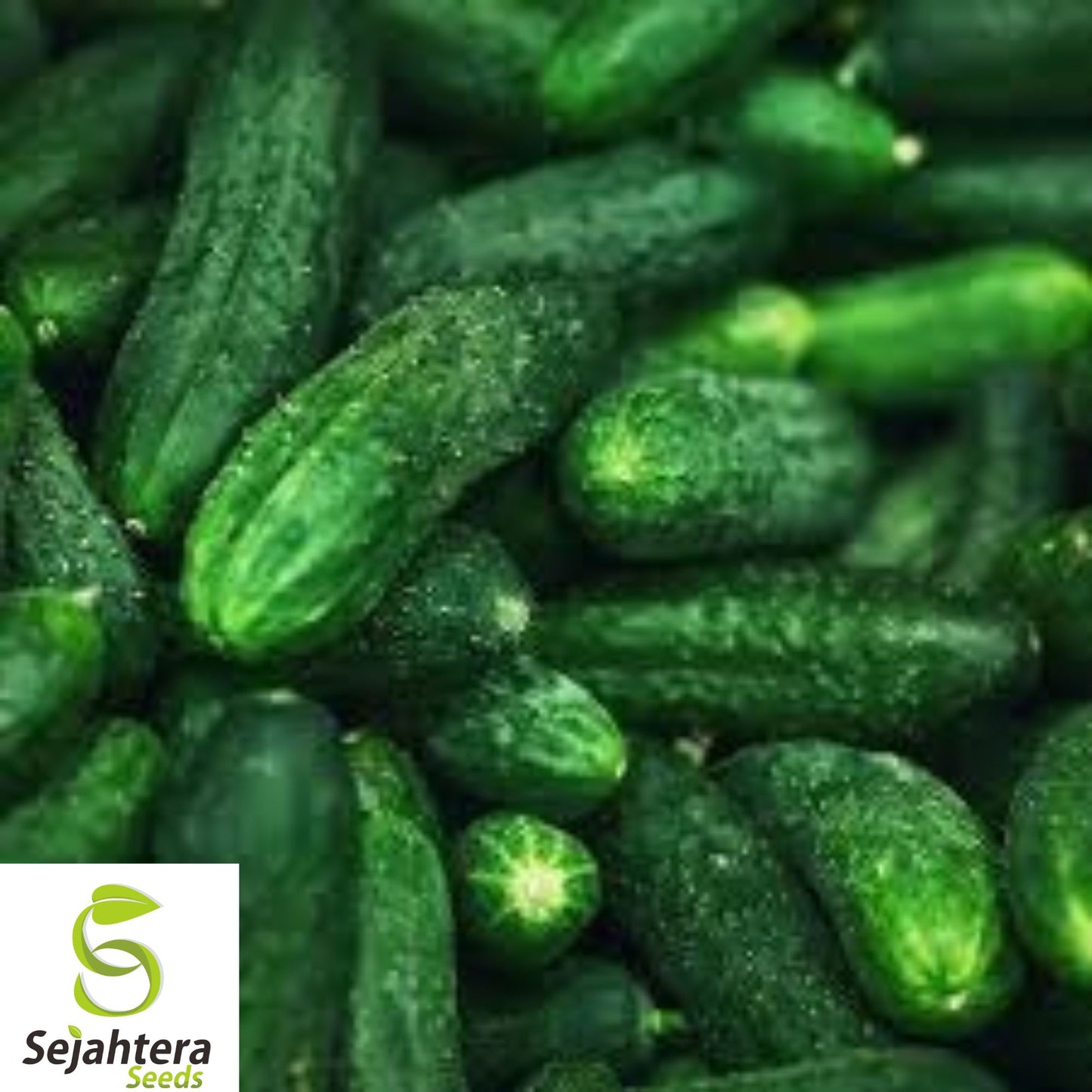 25+ Spacemaster 80 Cucumber Seeds - Heirloom, Organic, Non-GMO, Compact & High-Yield