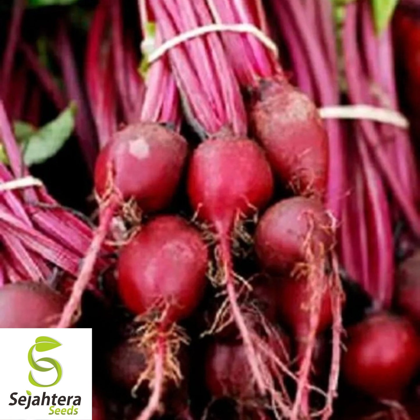 50 Lutz Green Leaf Red Stem Beet Seeds - Heirloom, Non-GMO, Winterkeeper Variety