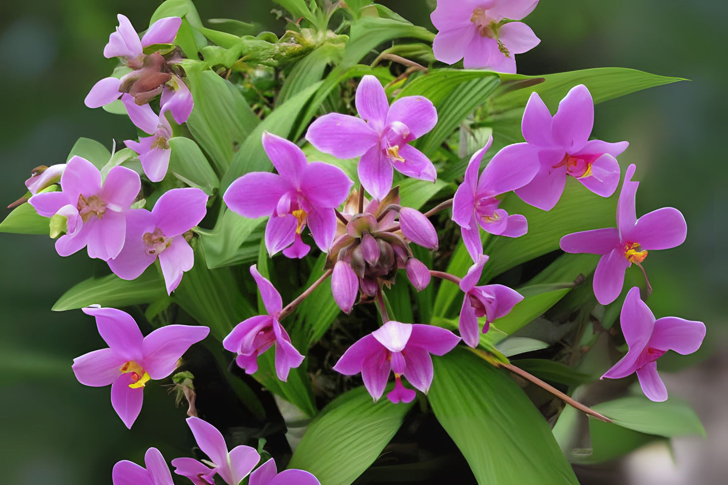 Live Plant Ground Orchid 1 Plant Purple Flowers Spathoglottis plicata Ornamental for Home Garden