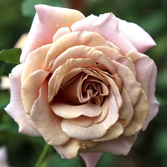 3 Live Starter Plants in 2 Inch Pots Koko Loko Rose Bush