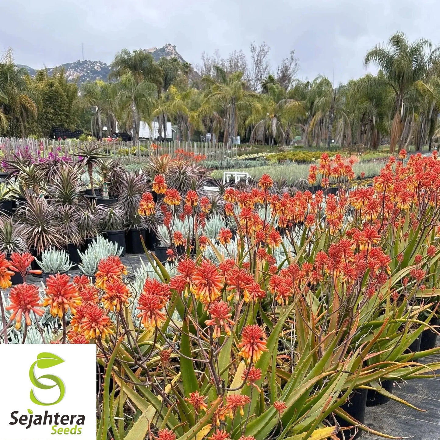 Aloe Camperi Flowering Succulent | Fast Growing 10 Seeds