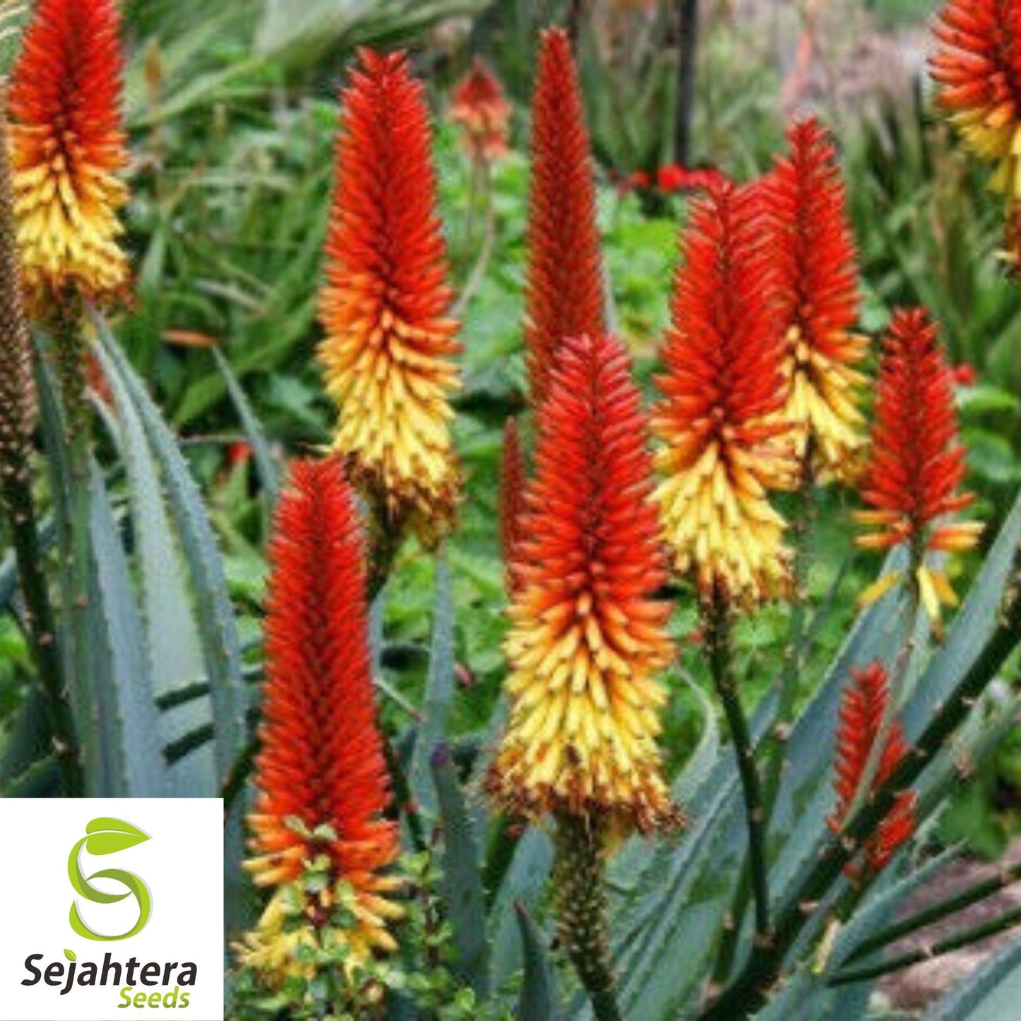 Aloe Camperi Flowering Succulent | Fast Growing 10 Seeds