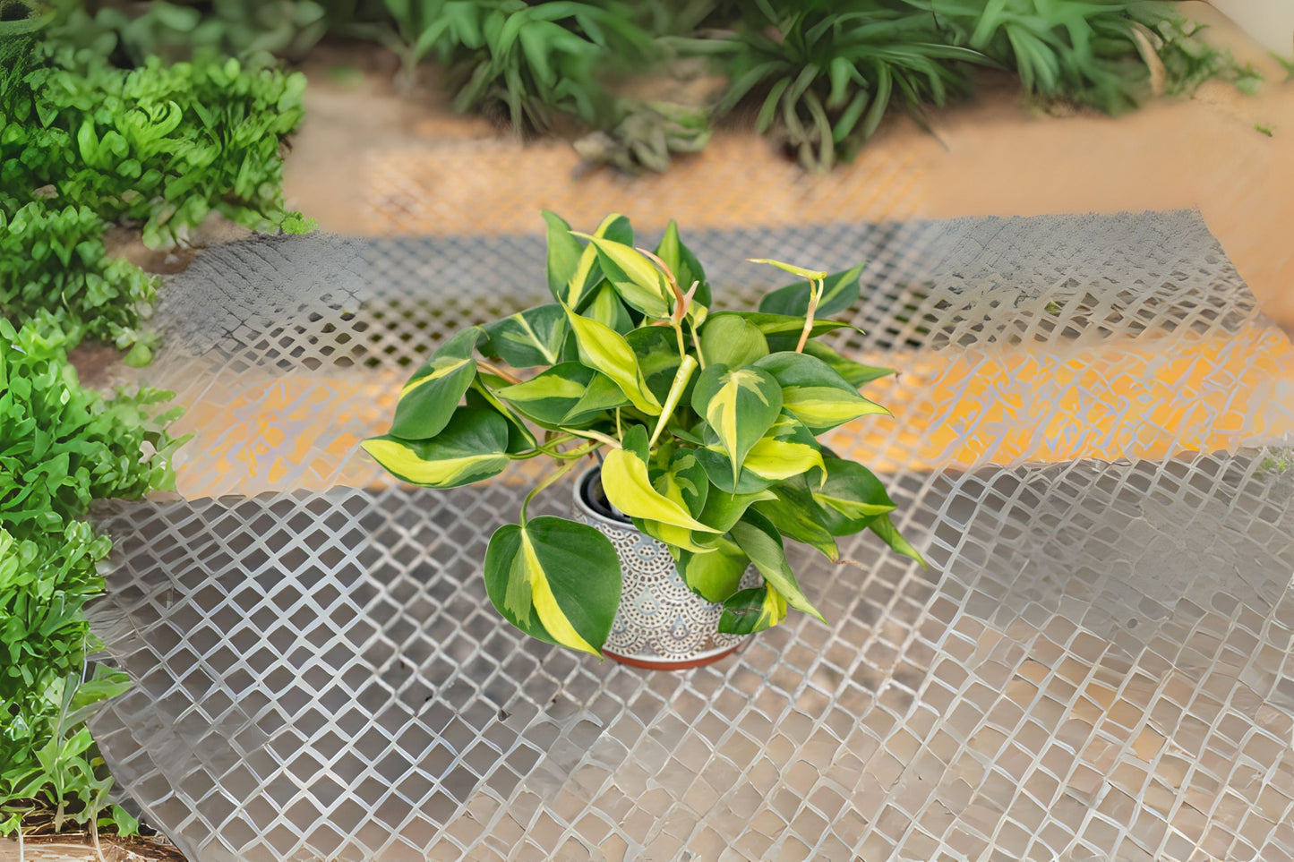 Philodendron Brasil Hanging Basket 6in Variegated Heartleaf Plant - Easy Care Indoor Plant (Philodendron hederaceum)
