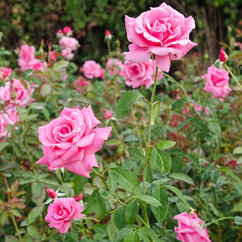 3 Live Starter Plants in 2 Inch Pots Tiffany Rose Bush