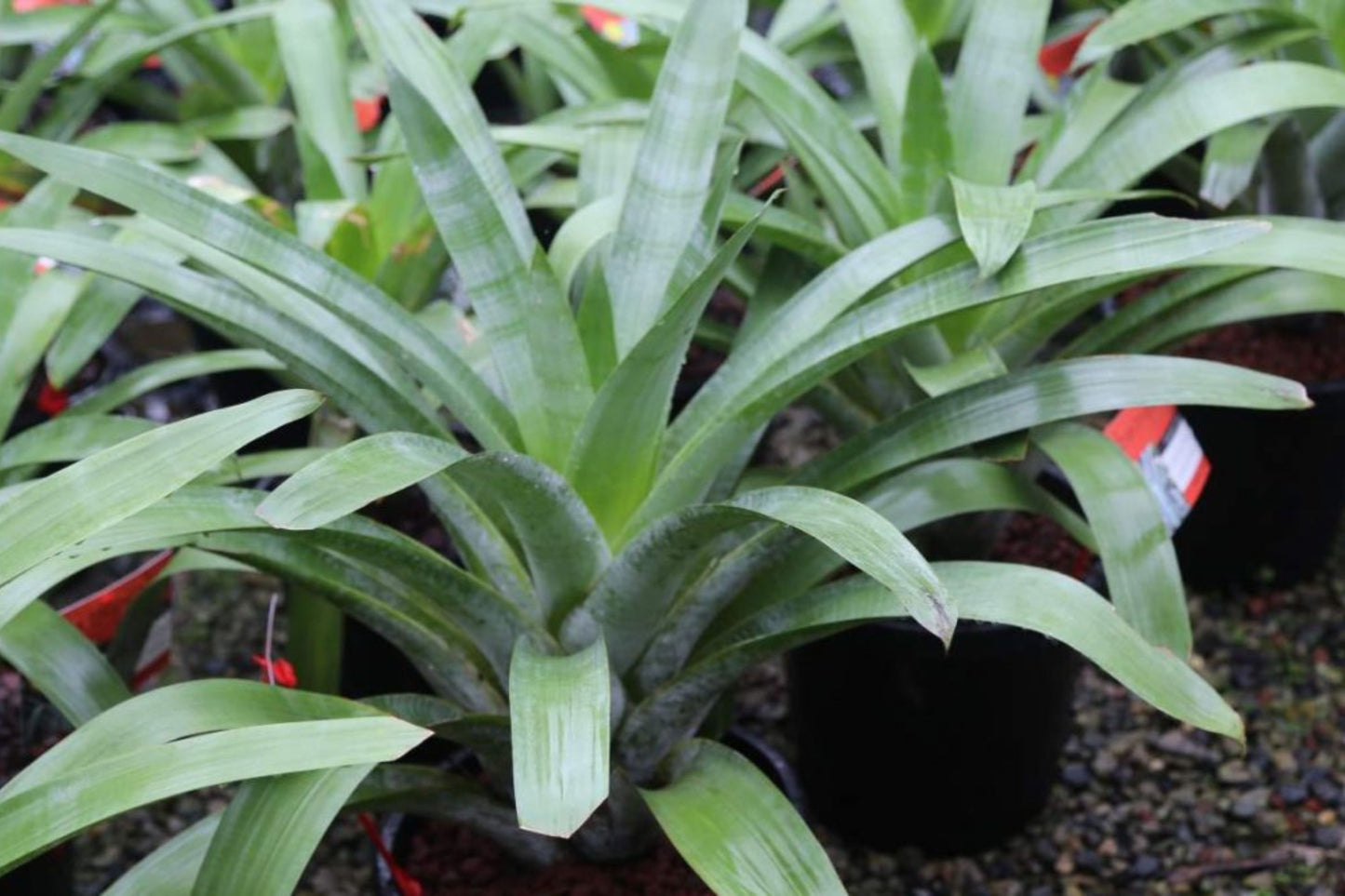 Bromeliad Plant 9" Pot Alcantarea Odorata Silver-Dusted Foliage - Ideal for Interior & Landscape Decor