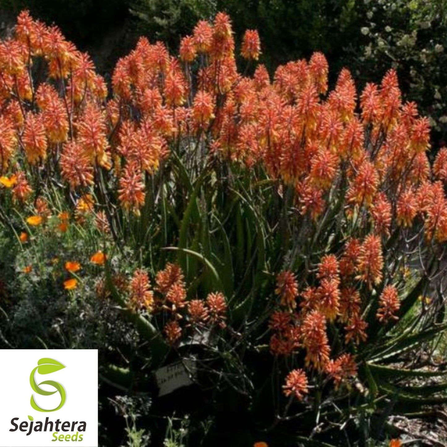Aloe Camperi Flowering Succulent | Fast Growing 10 Seeds