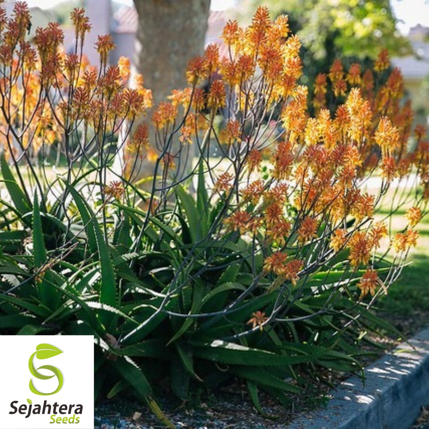 Aloe Camperi Flowering Succulent | Fast Growing 10 Seeds