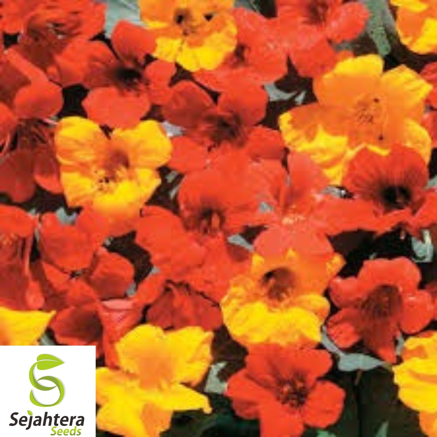 25+ Nasturtium Seeds (Mix) - Edible Flowers, Climbing, Tropaeolum Majus