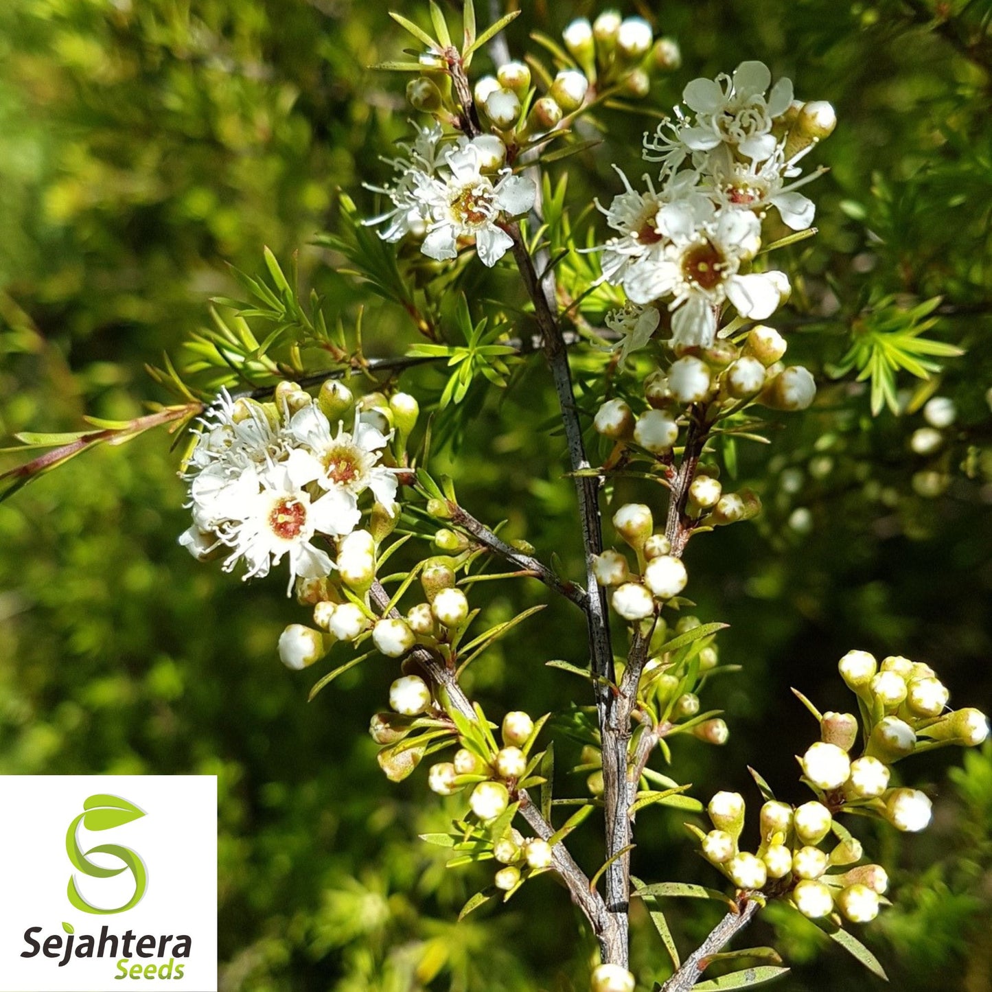 White Kanuka Tea Tree Seeds {Kunzea ericoides} 100+ Seeds for Gardens