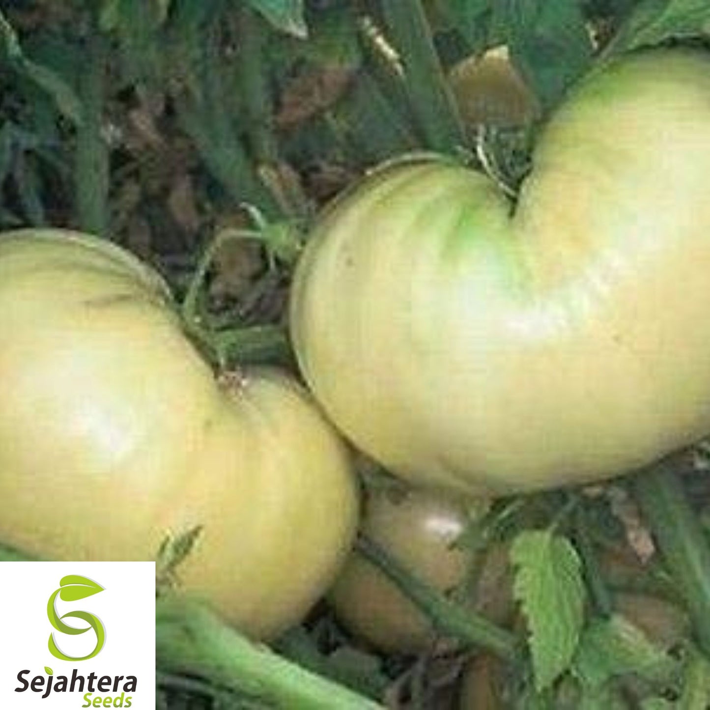 10+ Great White Beefsteak Tomato Seeds - Heirloom, Organic, Non-GMO, Rare & Sweet