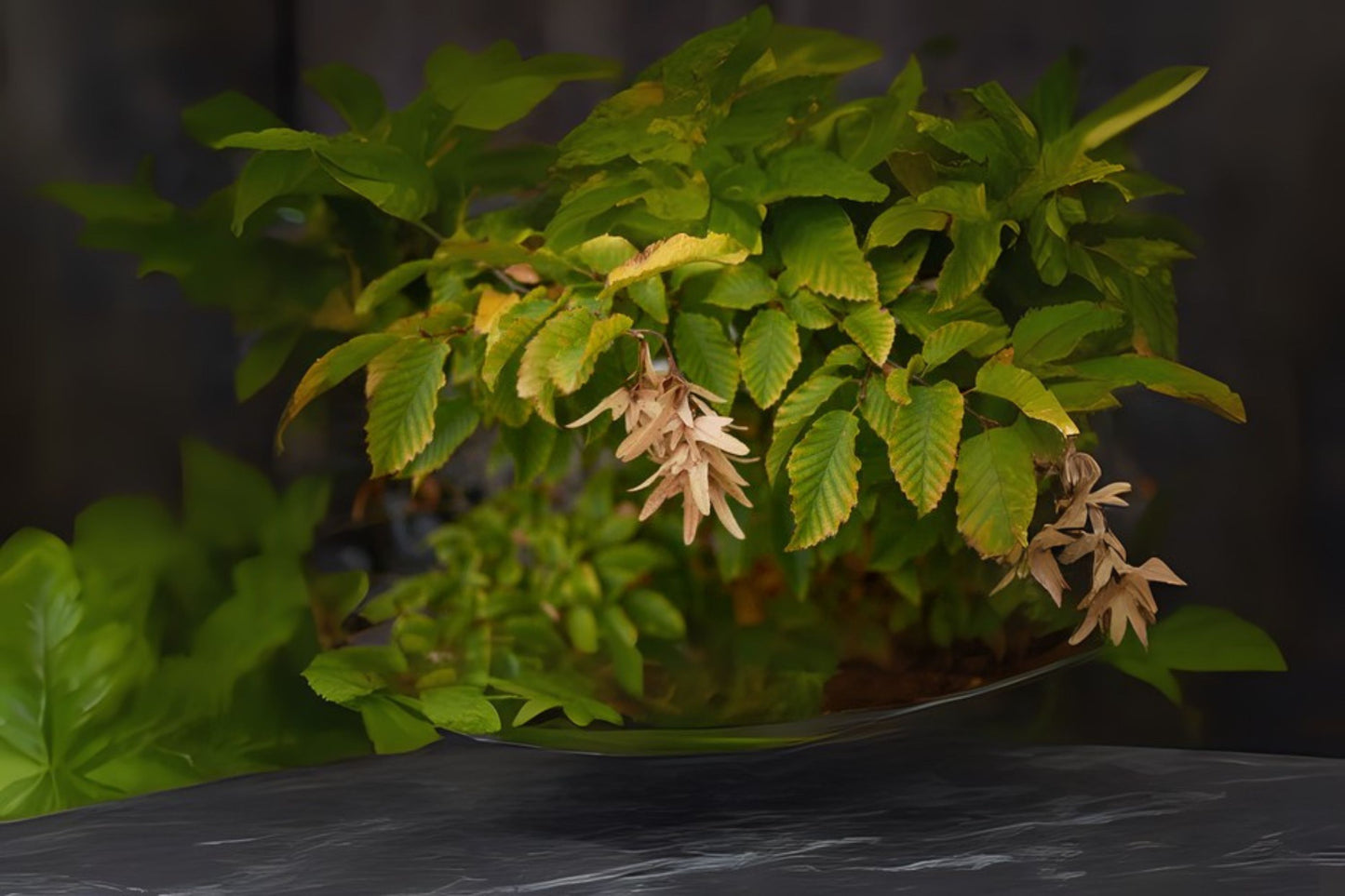 European Hornbeam Hornbeam (Carpinus betulus dry seed)