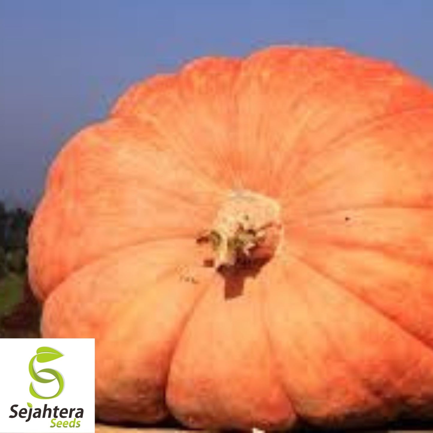Dill's Atlantic Giant Pumpkin Seeds - 10+ Heirloom - World Record - Non-GMO