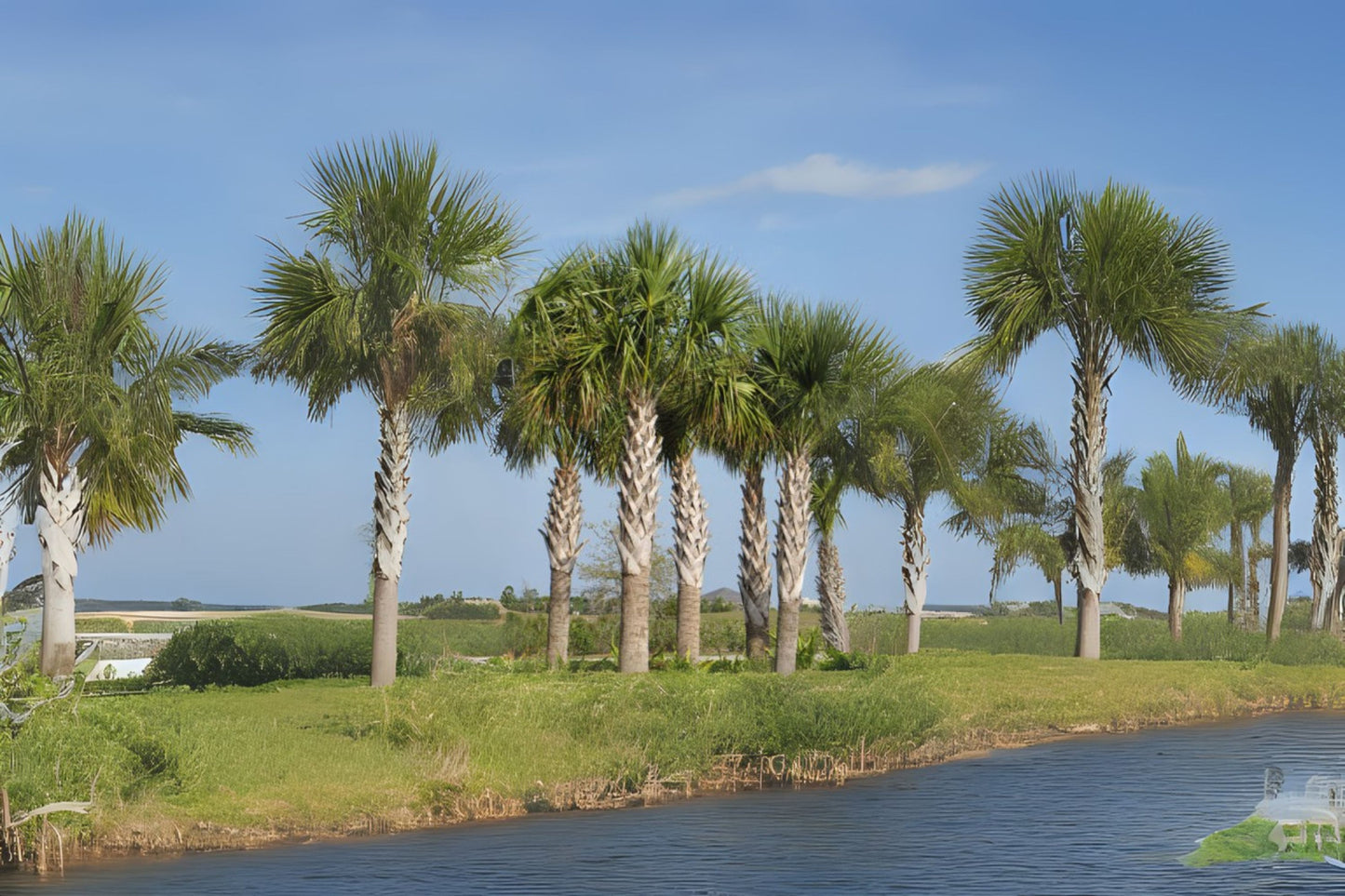 Cabbage Palm Cabbage Palmetto (Sabal palmetto)