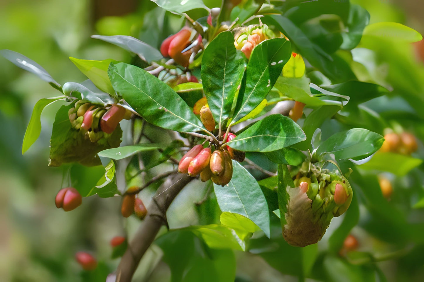 Bee Tupelo Ogeechee Lime Sour White Tupelo (Nyssa ogeche)