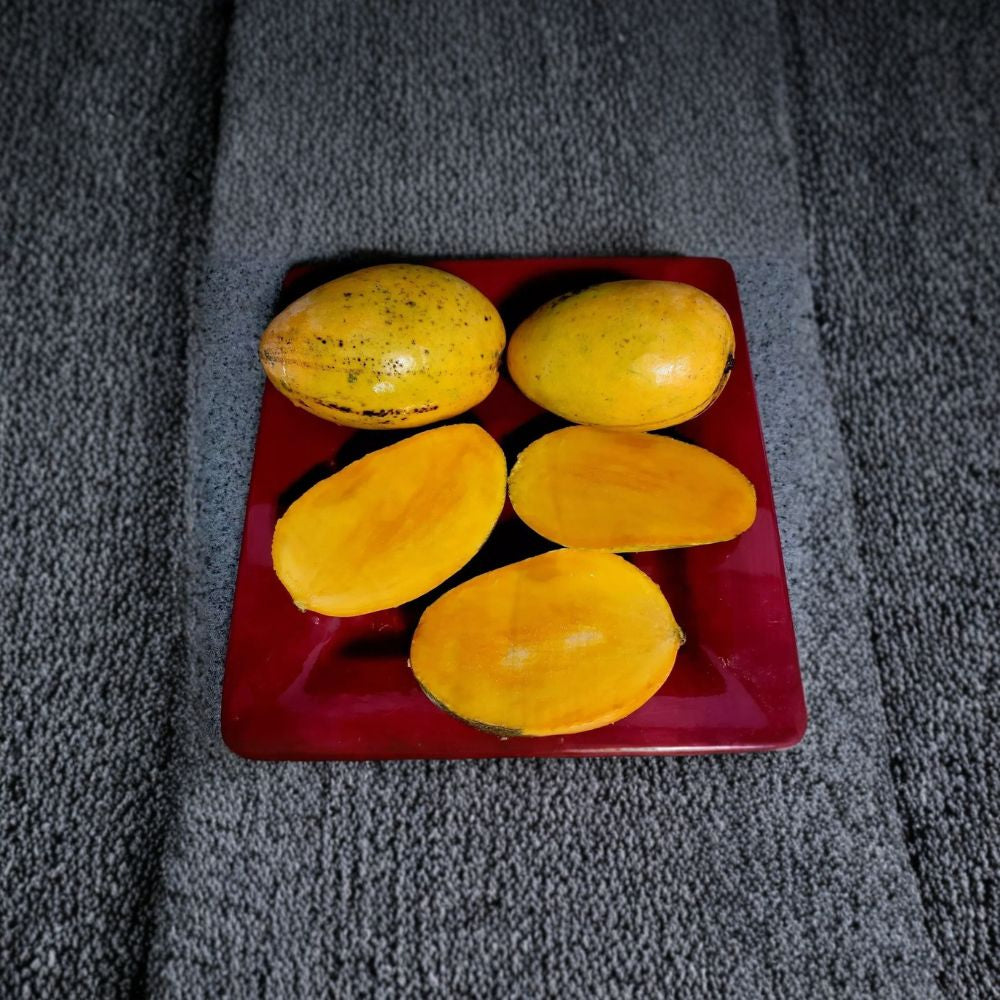 Lemon Zest Mango Tree – Mangifera indica Grafted Organic Tree | 3–4 Feet Tall | Rare Florida Variety Citrus-Sweet Flavor | Fiberless Fruit | Tropical Specialty
