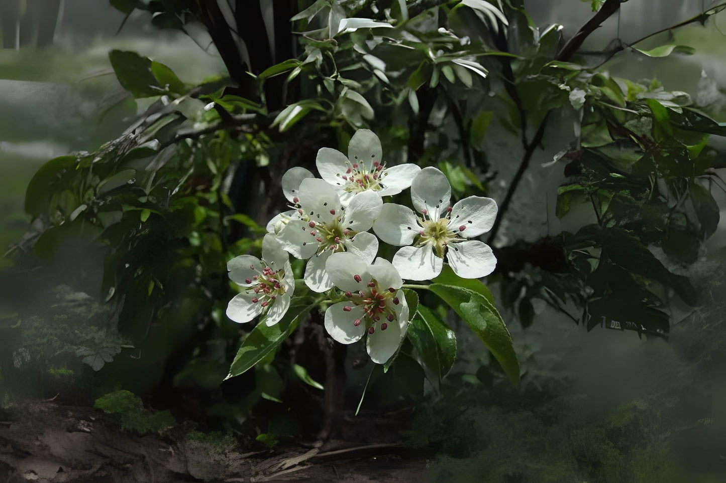 Kirschensaller Pear (Pyrus communis 'Kirschensaller')