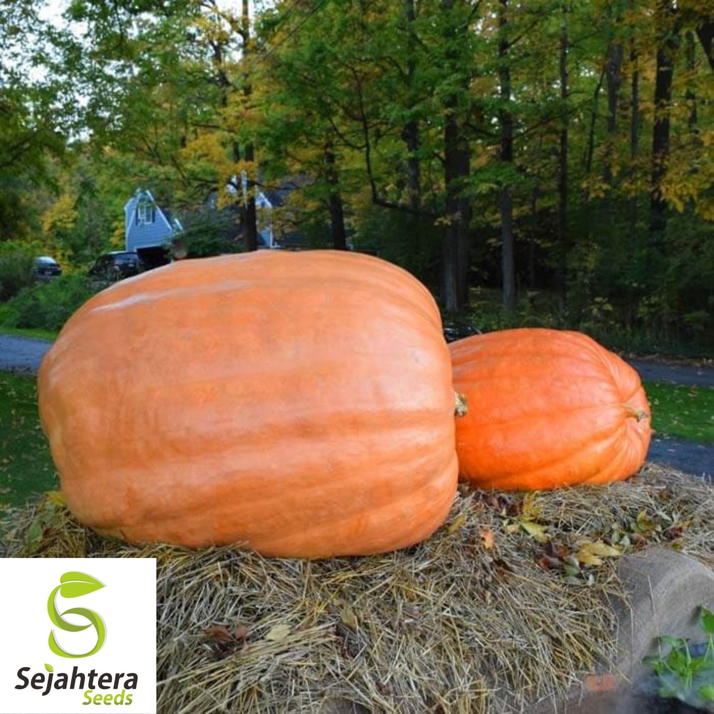 Dill's Atlantic Giant Pumpkin Seeds - 10+ Heirloom - World Record - Non-GMO