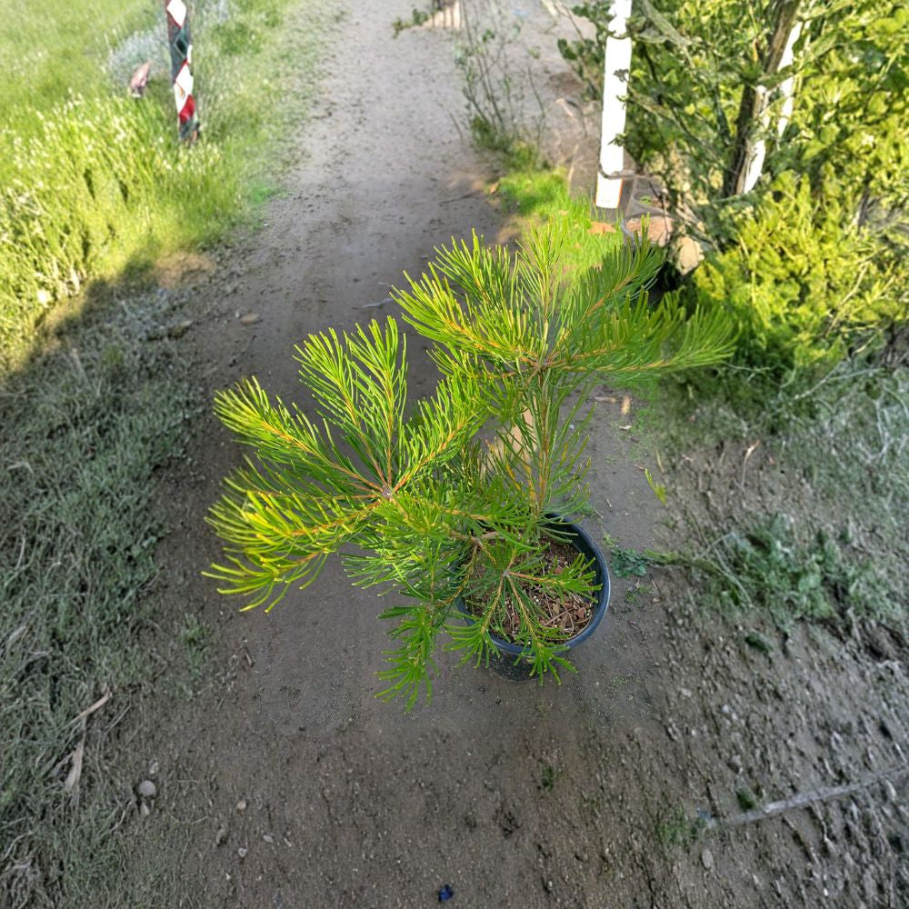 Banksia spinulosa ‘Schnapper Point’ – Hairpin Banksia Live Plant | 1–2 Feet Tall | Includes 3 Gallon Nursery Pot Golden Hairbrush Flowers | Compact Prostrate Shrub | Fall to Spring Blooms