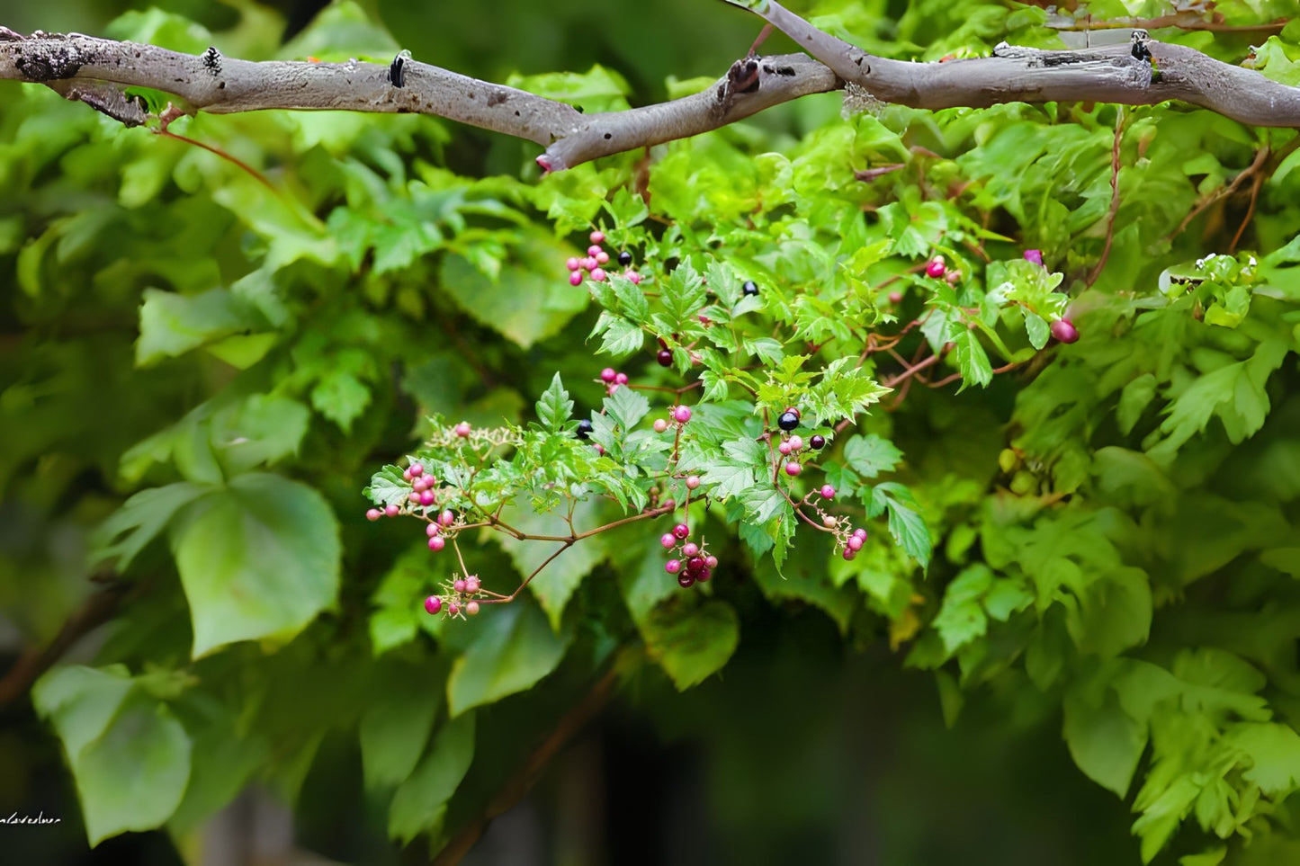 Pepper Vine Peppervine (Ampelopsis arborea)