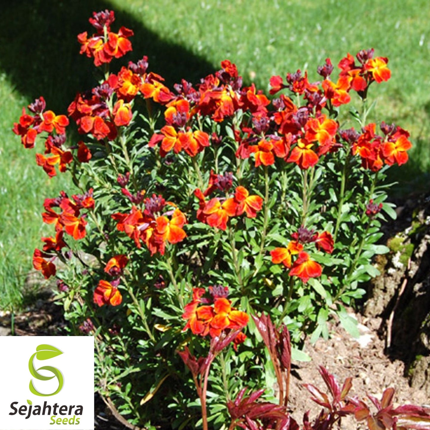 150+ English Wallflower Seeds - Cheiranthus Cheiri, Vibrant Blooms, Non-GMO