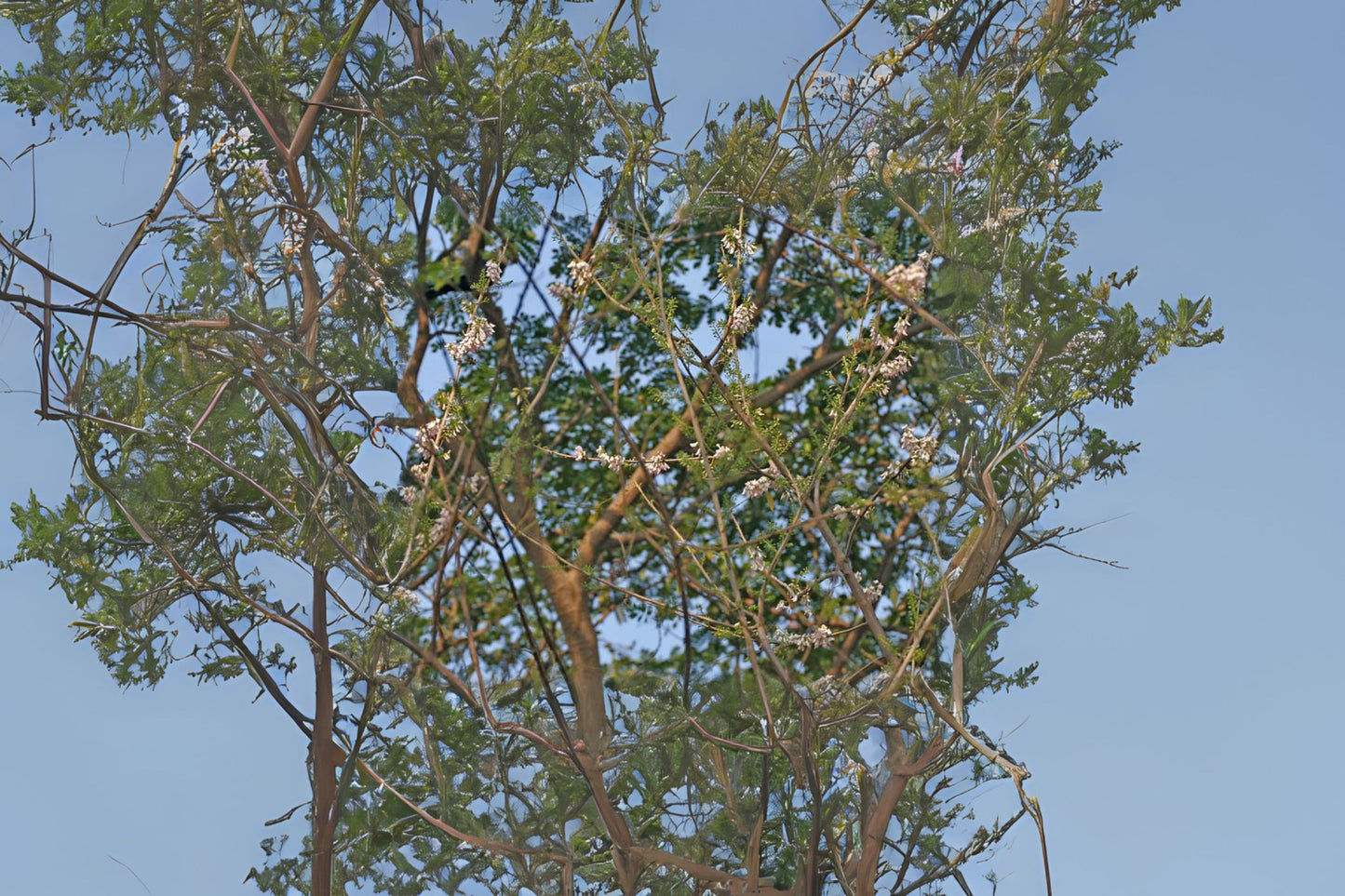 Madre Nicaraguan Coffee-shade Quickstick (Gliricidia sepium)