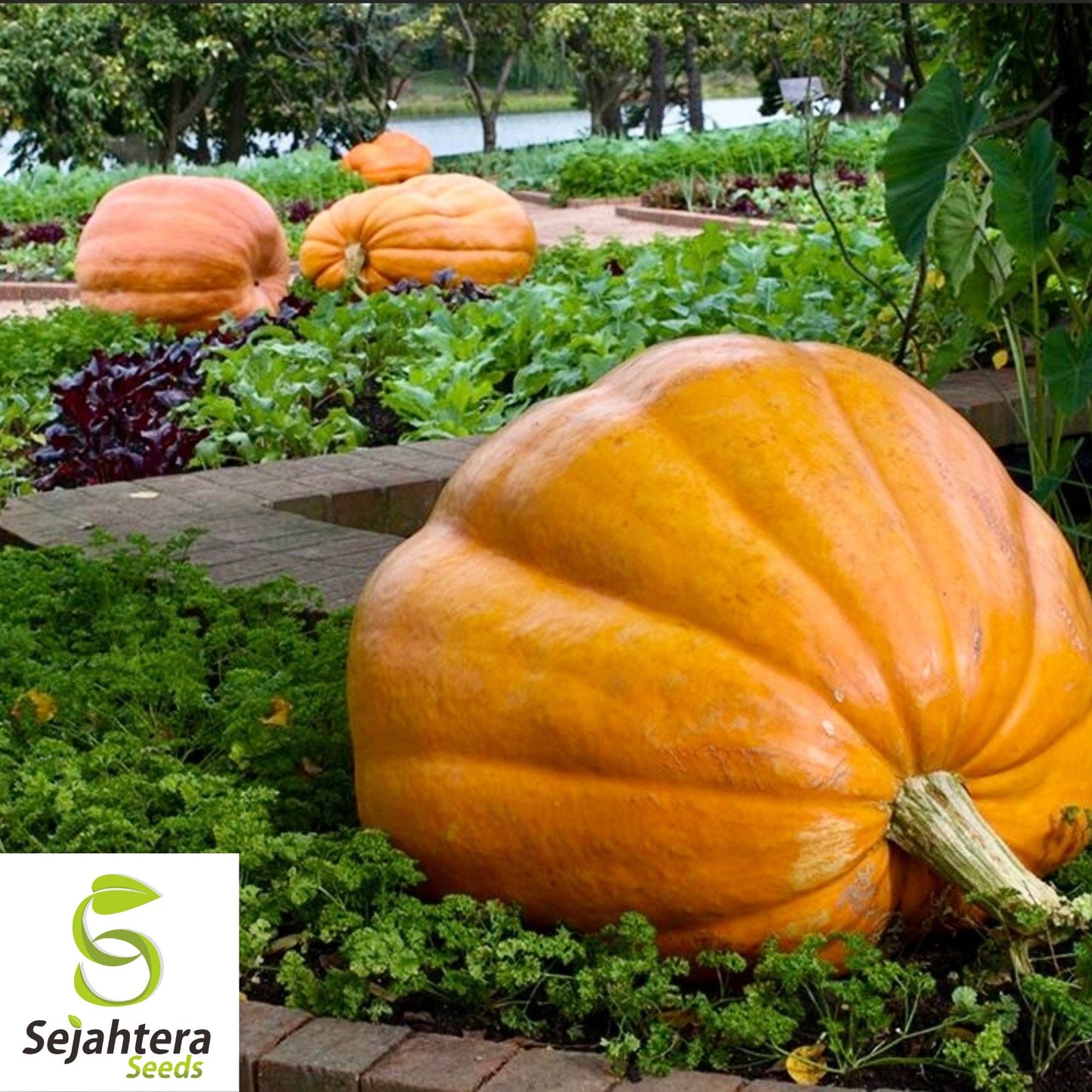 Dill's Atlantic Giant Pumpkin Seeds - 10+ Heirloom - World Record - Non-GMO