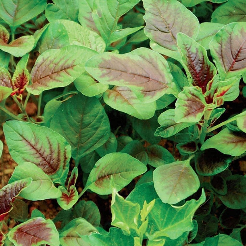 Edible Amaranth Red Stripe Leaf (red Beauty Tricolor) 250 Seeds For Planting