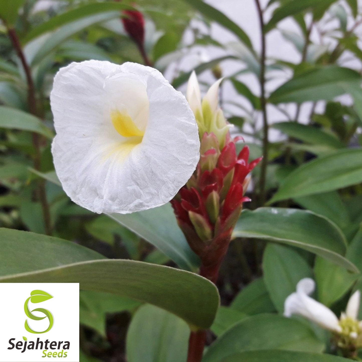 Crepe Ginger Seeds {Costus speciosus} Rare Ornate Tropical 5 Seeds